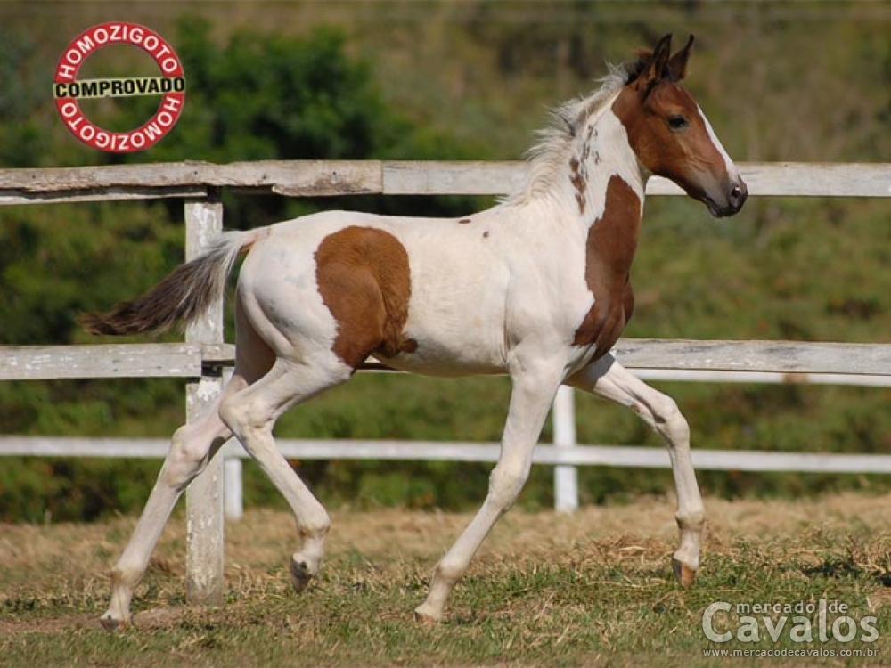 JJ INVICTO DO GARDEN (T.E.)