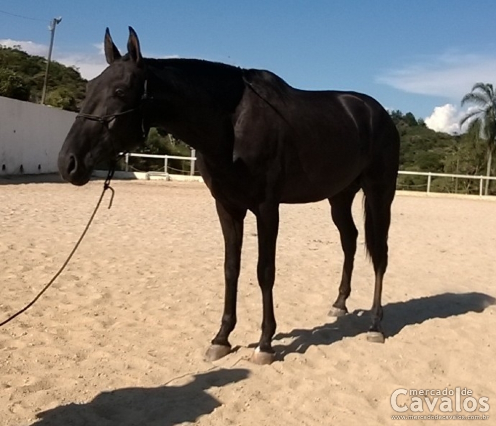 GULLIVER DO DPC