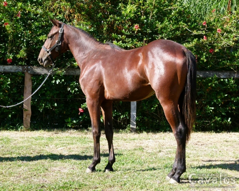 LONG MOON MR38