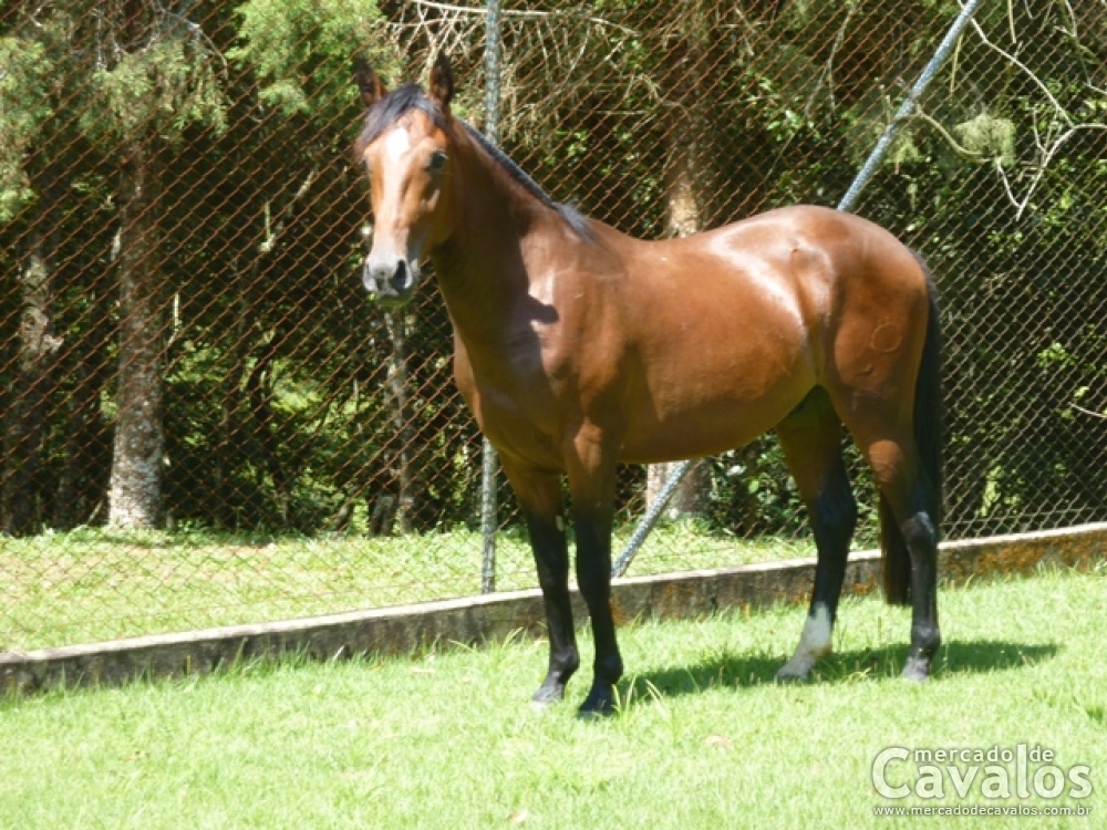 MINUANO DA ALFORRIA