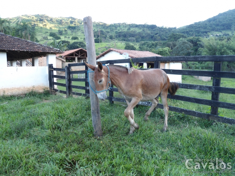TEODORO