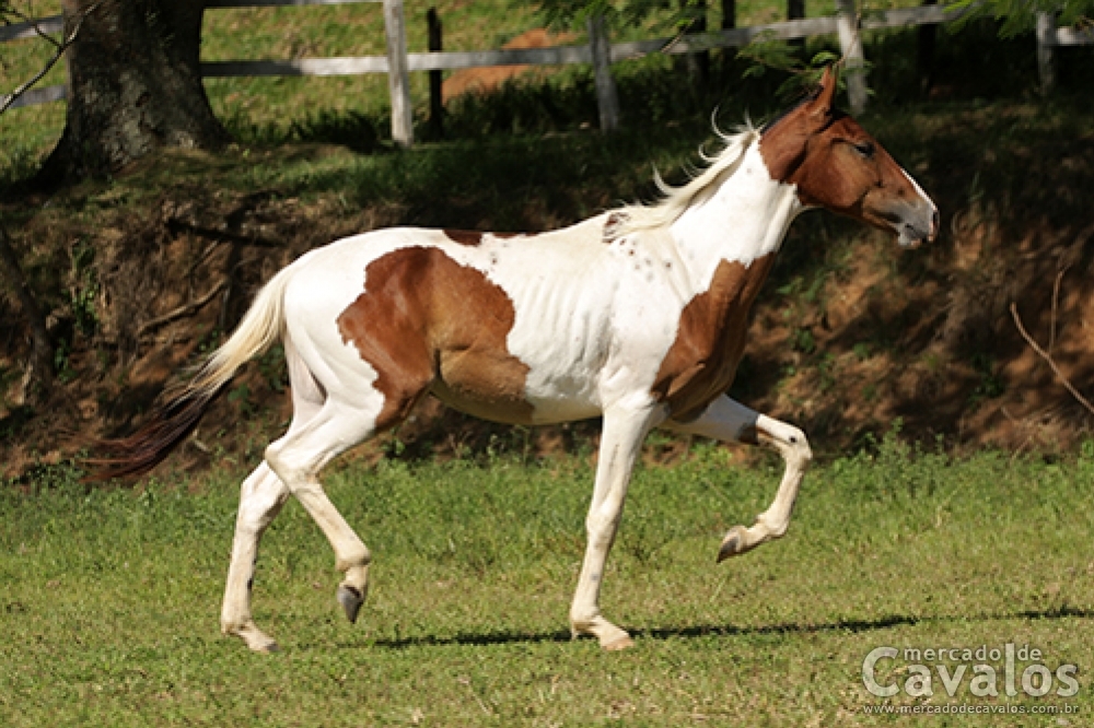 HÉRCULES HHR