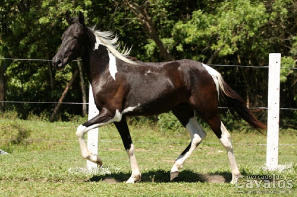 HERDEIRO HHR - HOMOZIGOTO