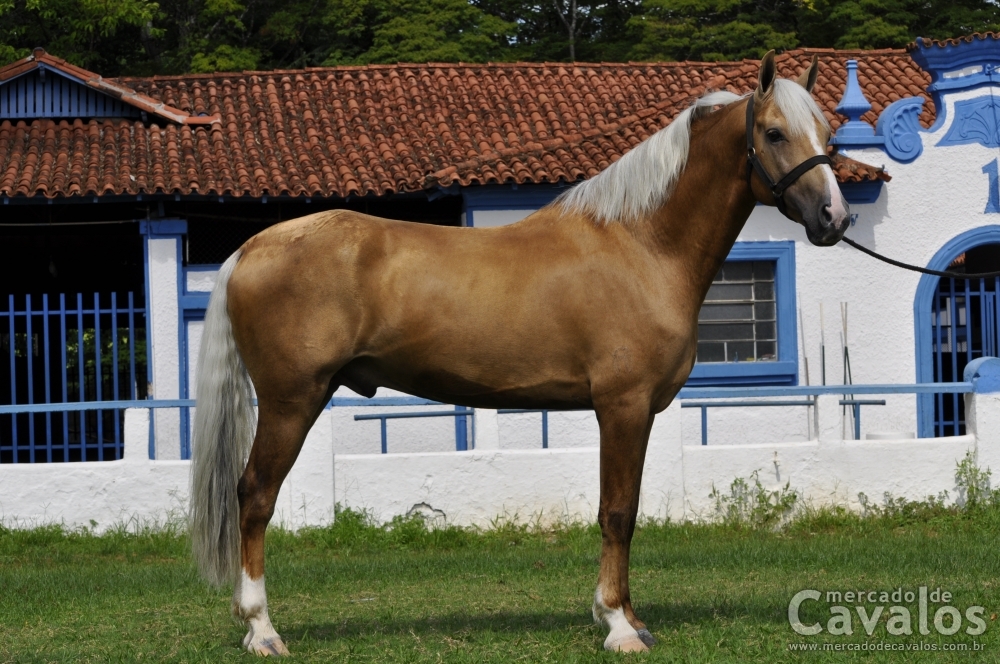 QUELUZ POTYRA