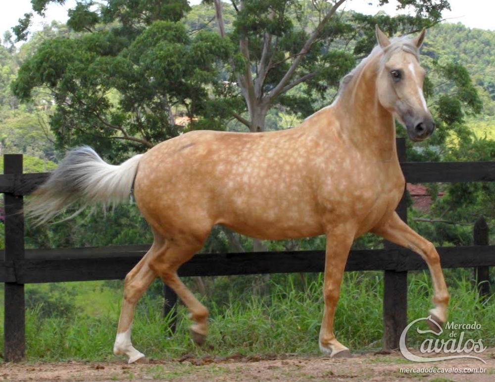 FEITICEIRA RJR