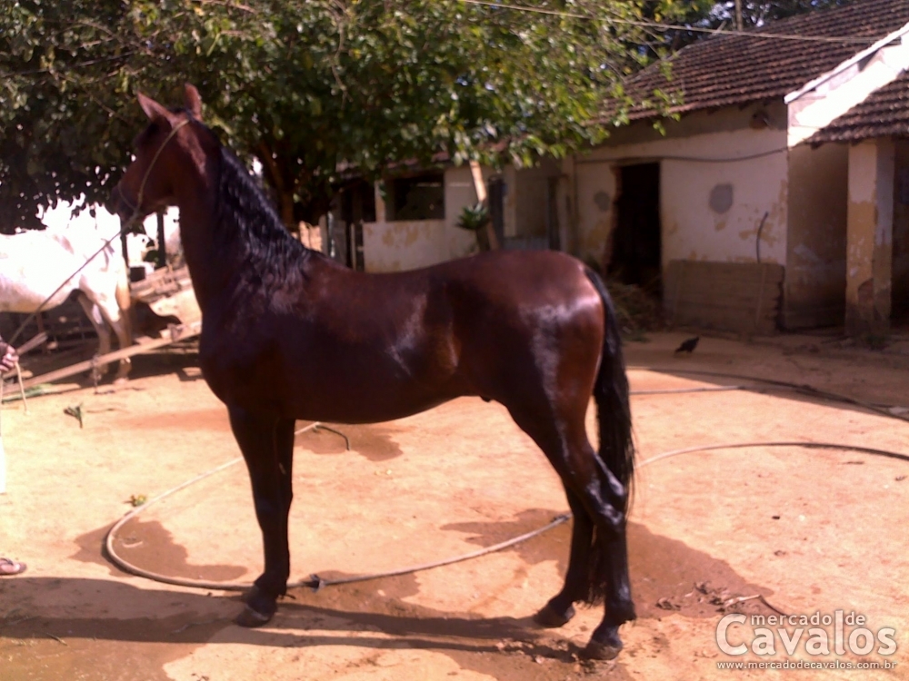 QUERUBIM DA PONTA DA LAPA