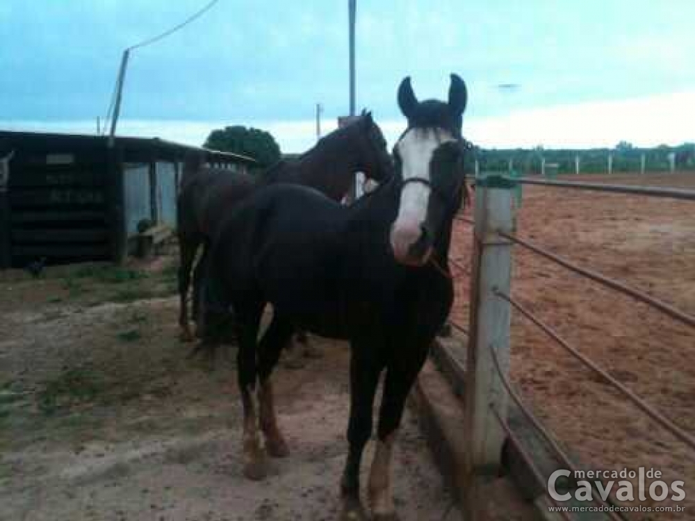 CRIOULO