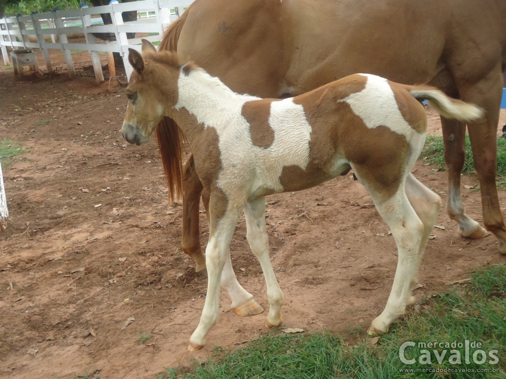 MAXIMUS CHEROKEE