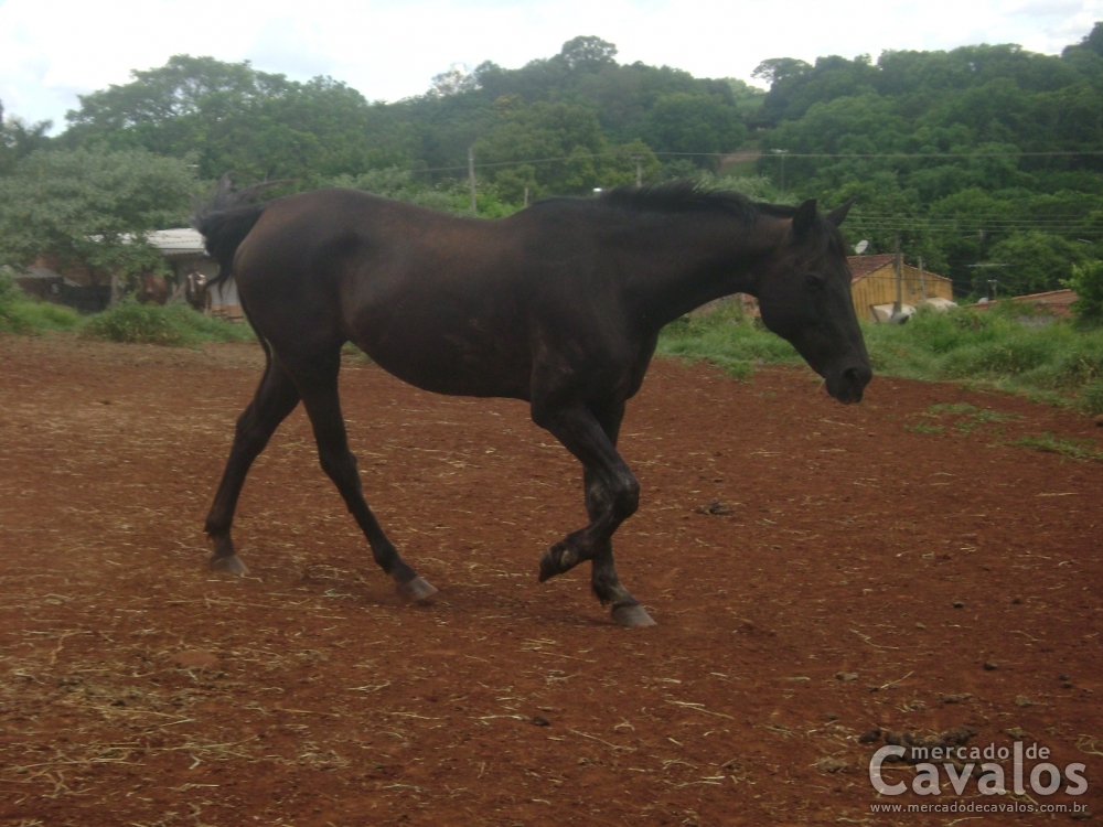 FLICKA