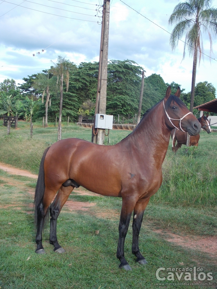 IBERÊ DO CABO VELHO