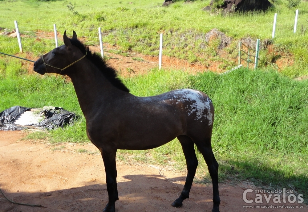 PEROLA