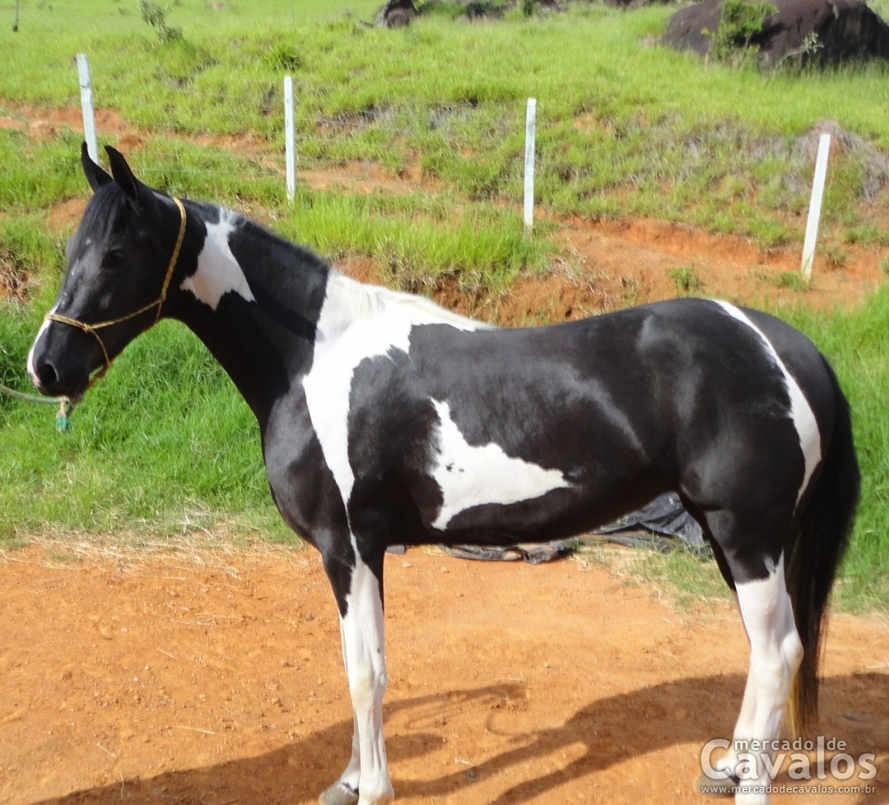 FEITICEIRA DO DIPI