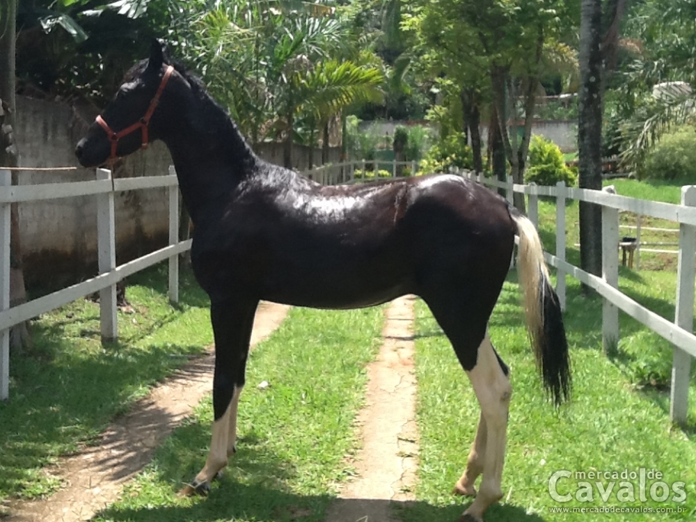 MUSTANG NEGRO DO HRE