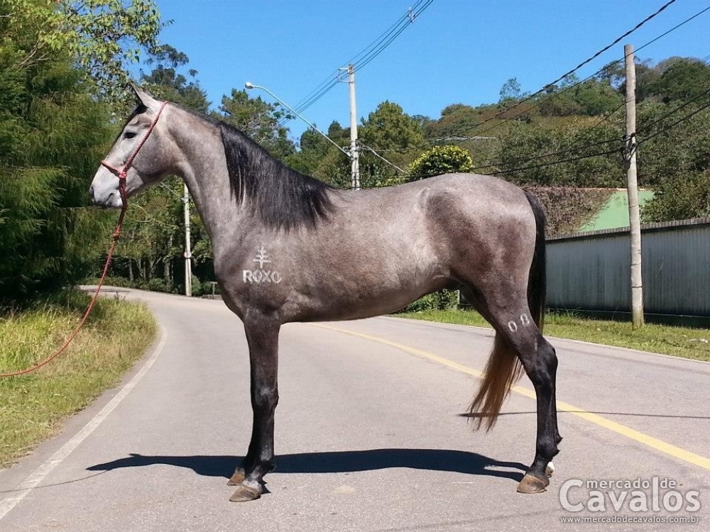 DANTE PINHÃO ROXO