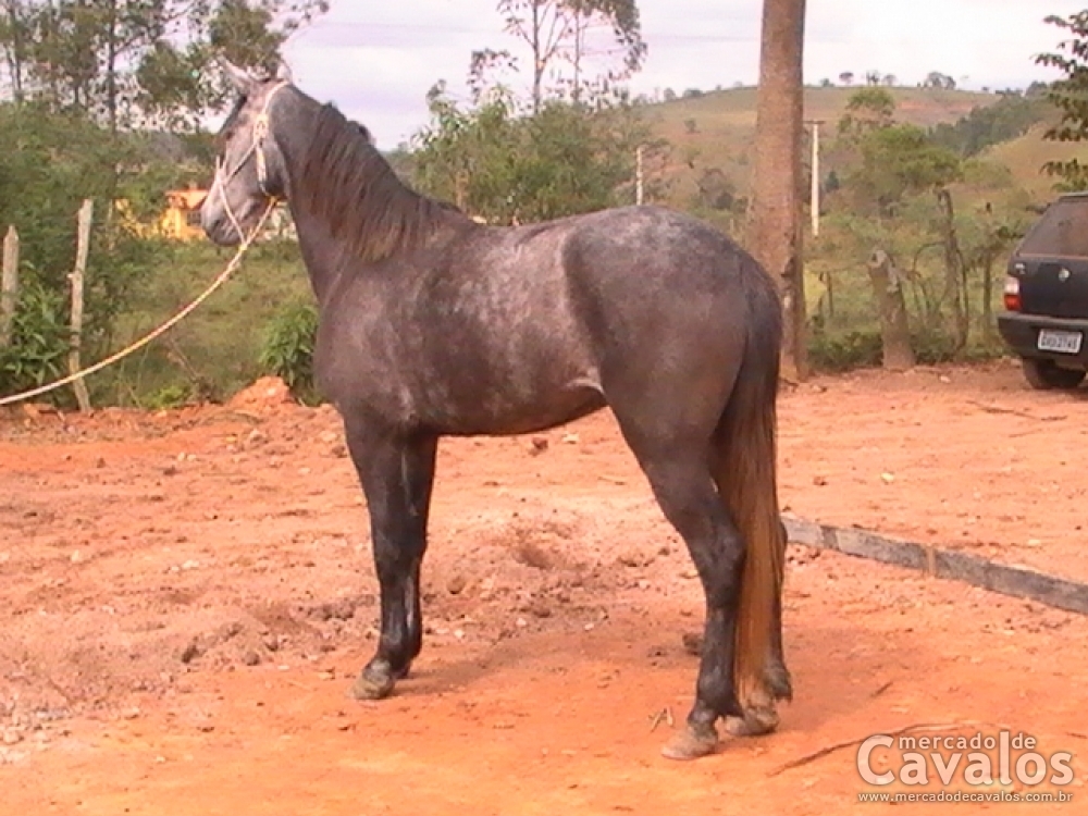 SERTÃO G8