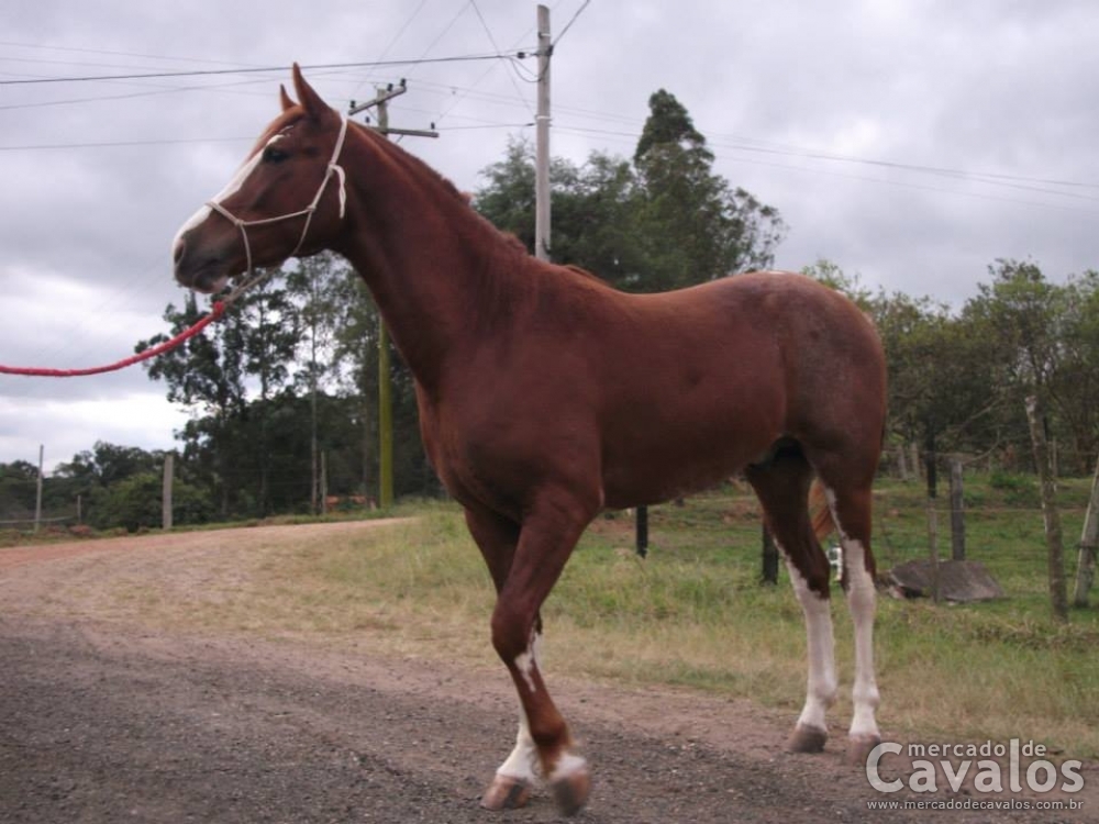 REI DO EFI (T.E)