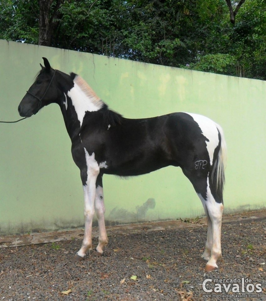 CABARÉ JNP