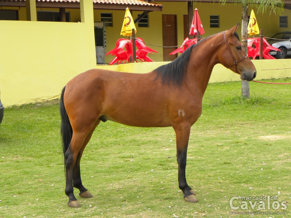 HIMALAIA AMULETO