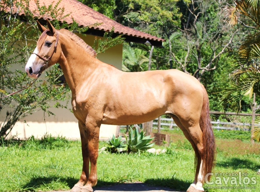 STEFANI DO RASF
