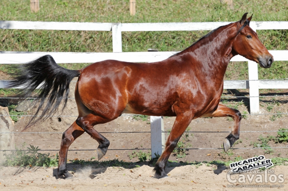QUEBRANTO H.B.