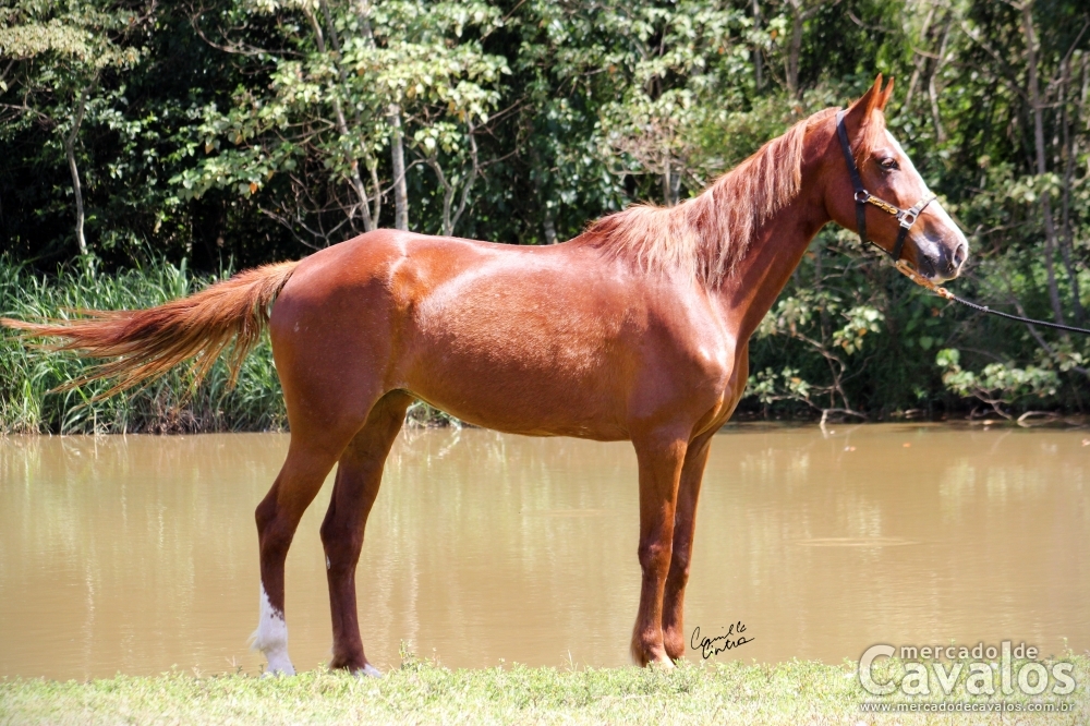 RENDEIRA DO SUELOTTO