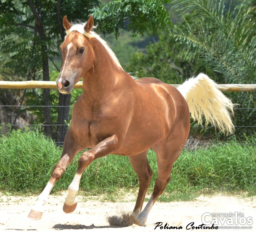 GREAT CIELO VS