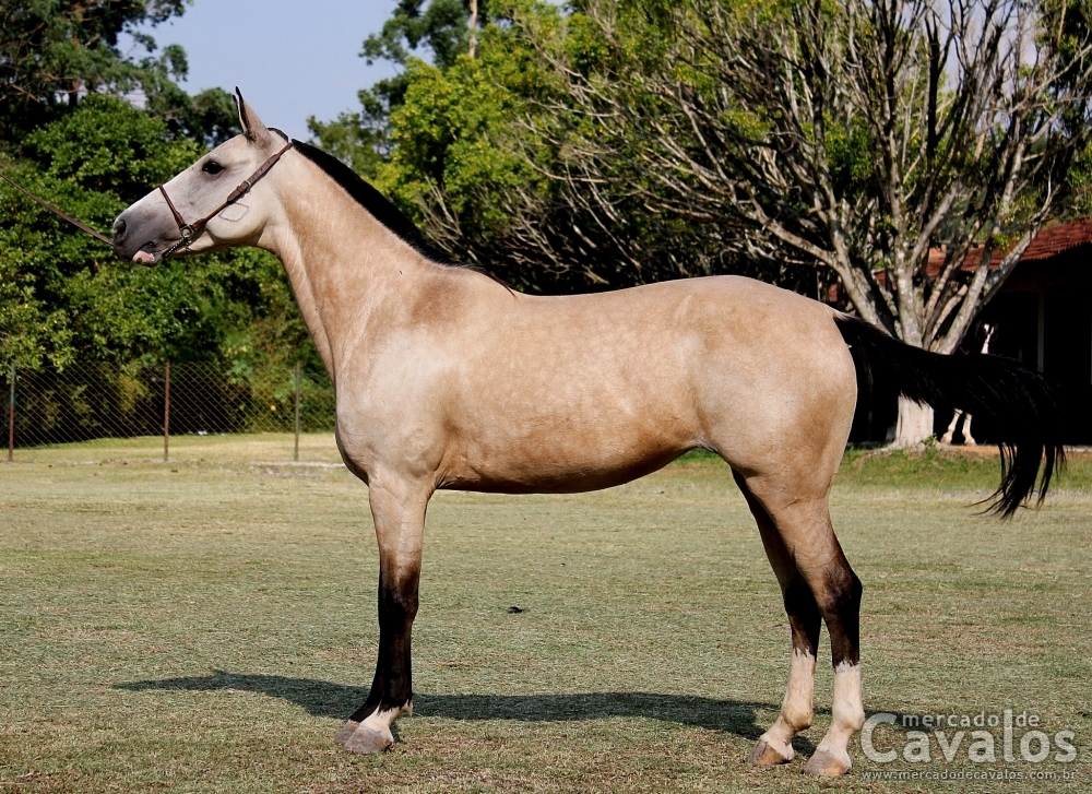 PITUXA DO RASF