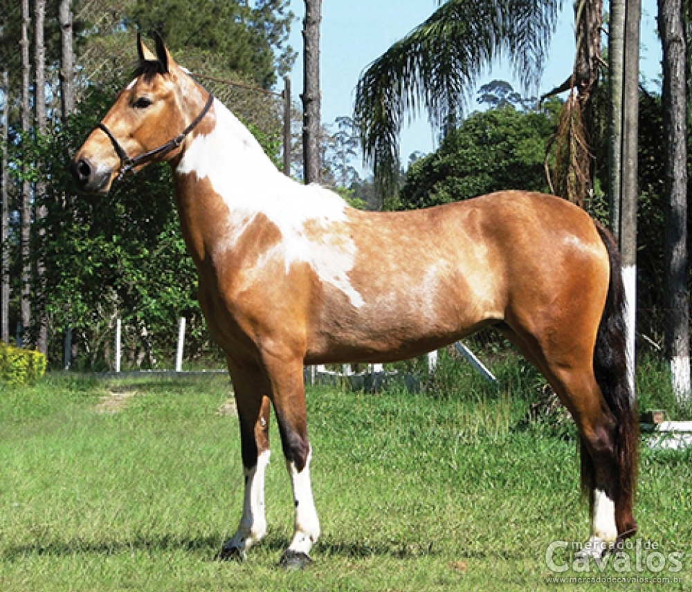 GRAVURA DO DIPI