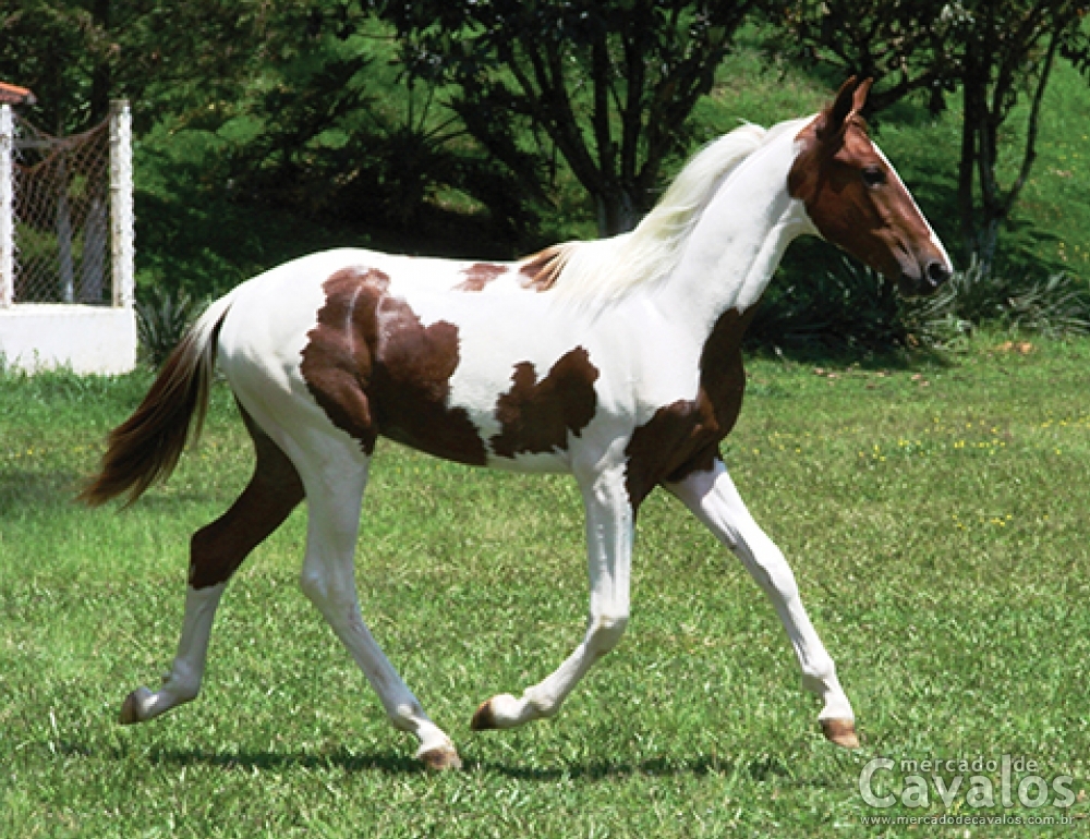 GARBOSO DO DIPI
