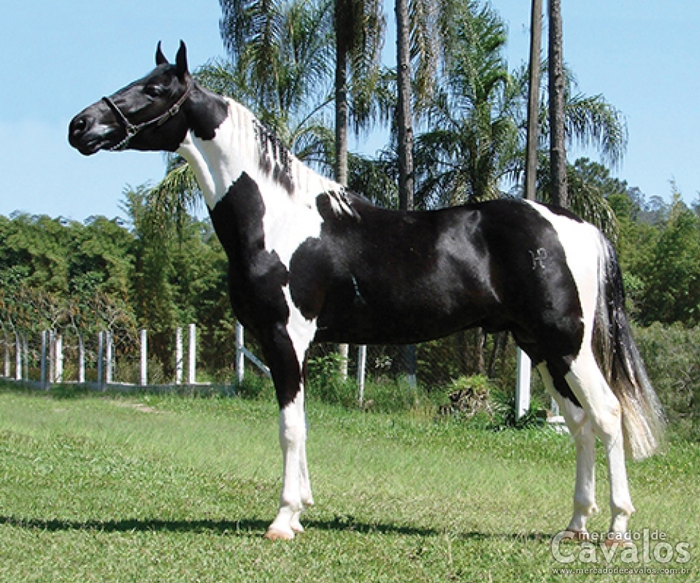 FORMOSO DO DIPI