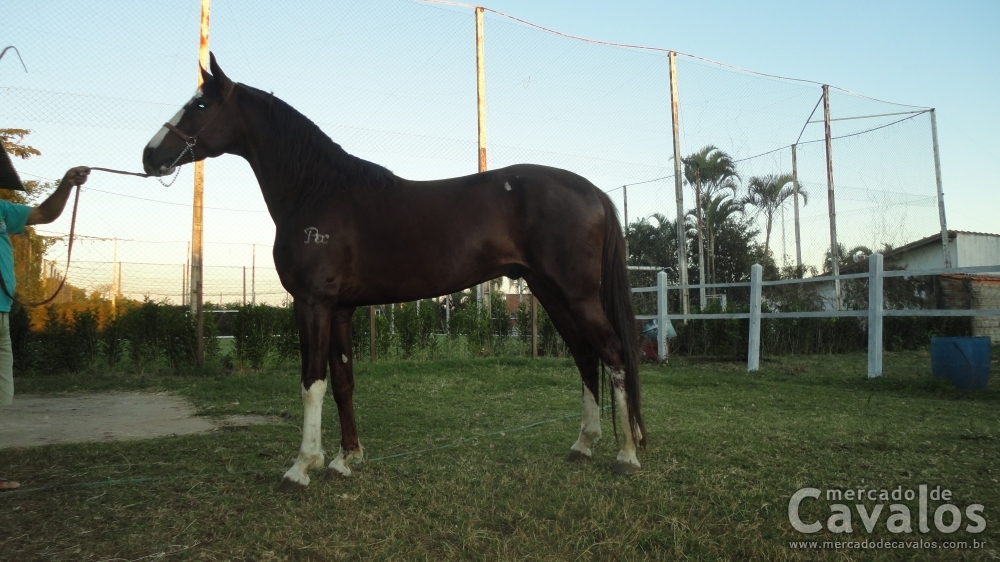 URUGUAI DO PEC (T.E.)