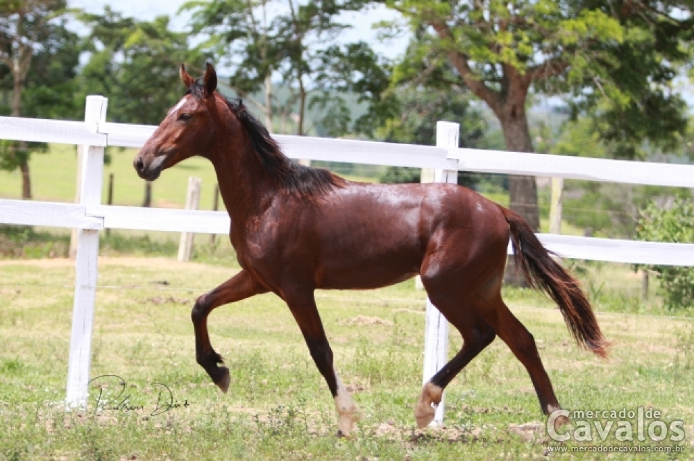 COMANCHE DO CONTORNO