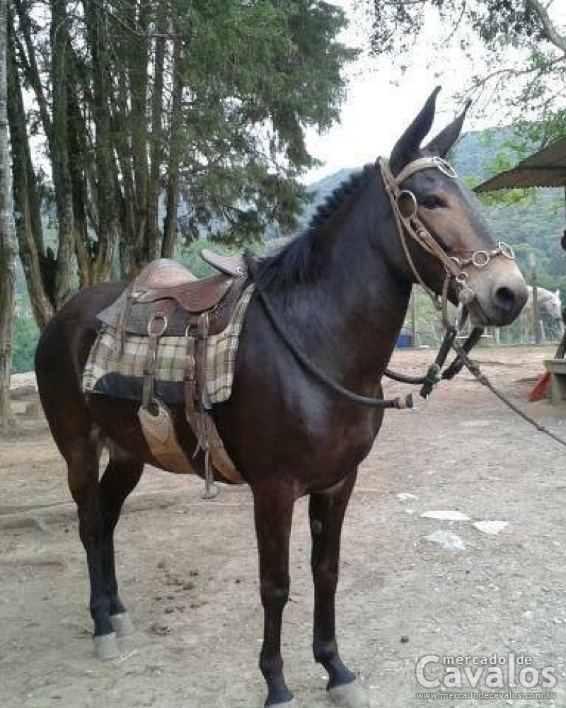 CARVÃO DA TOCA DO SAPO