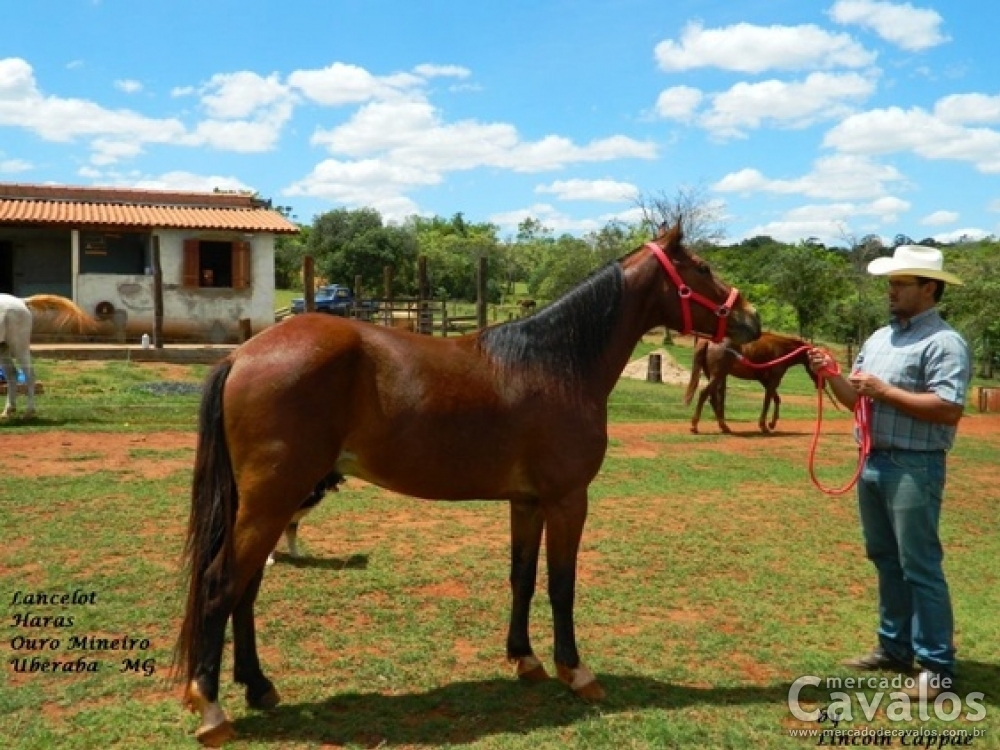 LANCELOTE