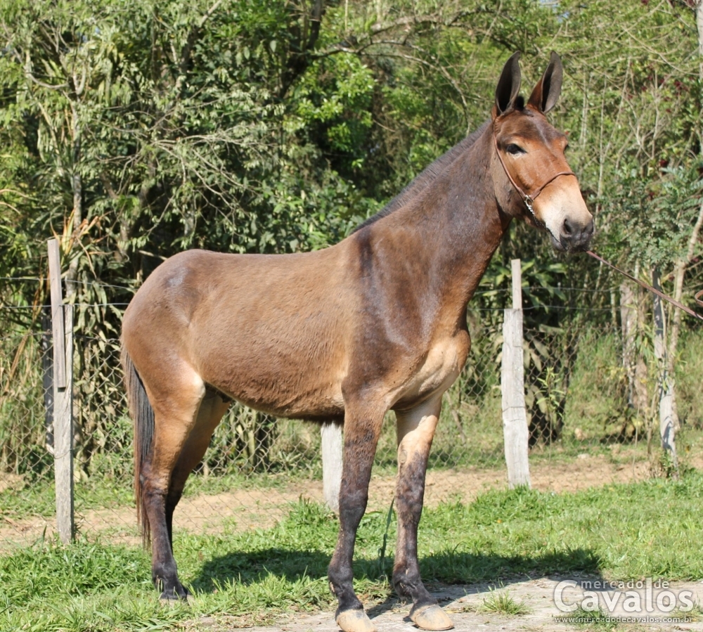 TEOBALDO DO RASF