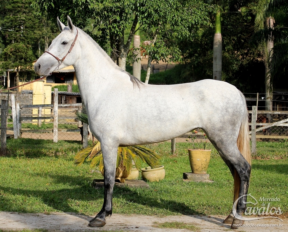 ANDRADINA DO ARAGUARI