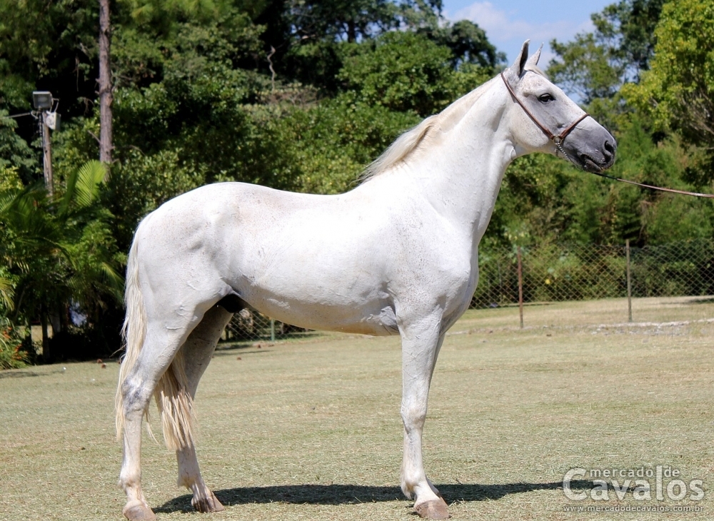 BOIADEIRO DO RASF