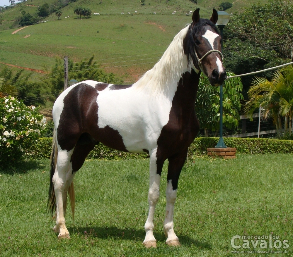 TARUMÃ