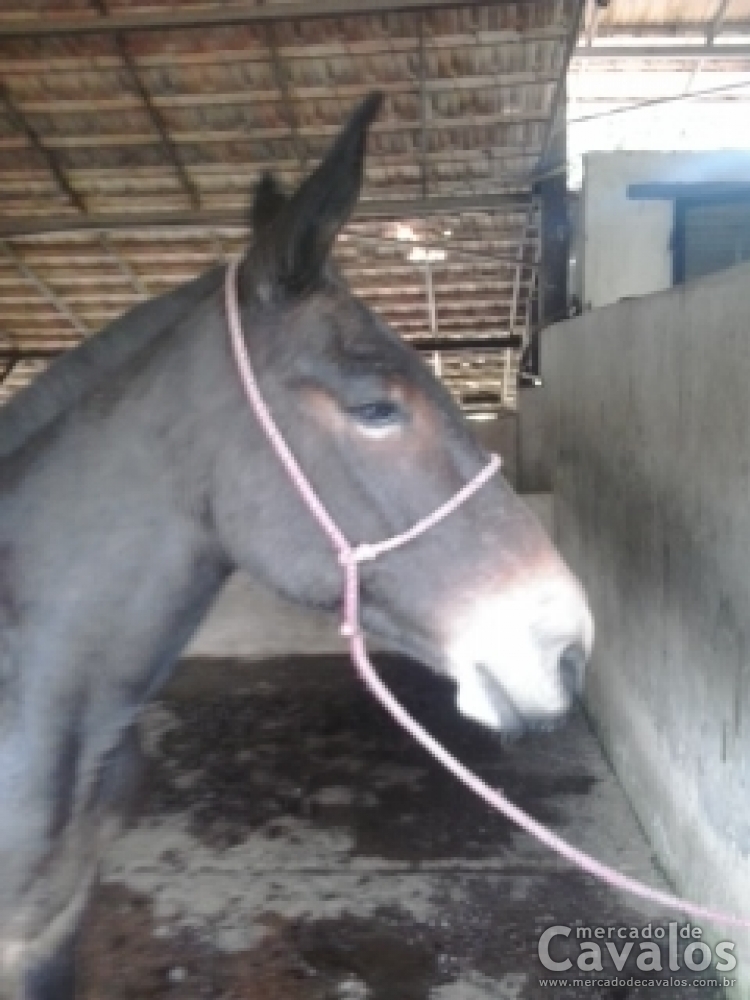 JUAZEIRO