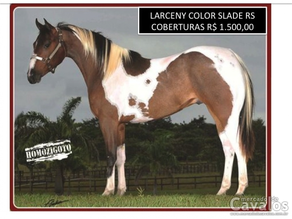 LARCENY COLOR SLADE RS