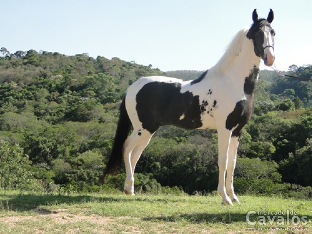 ARTEIRO GADU