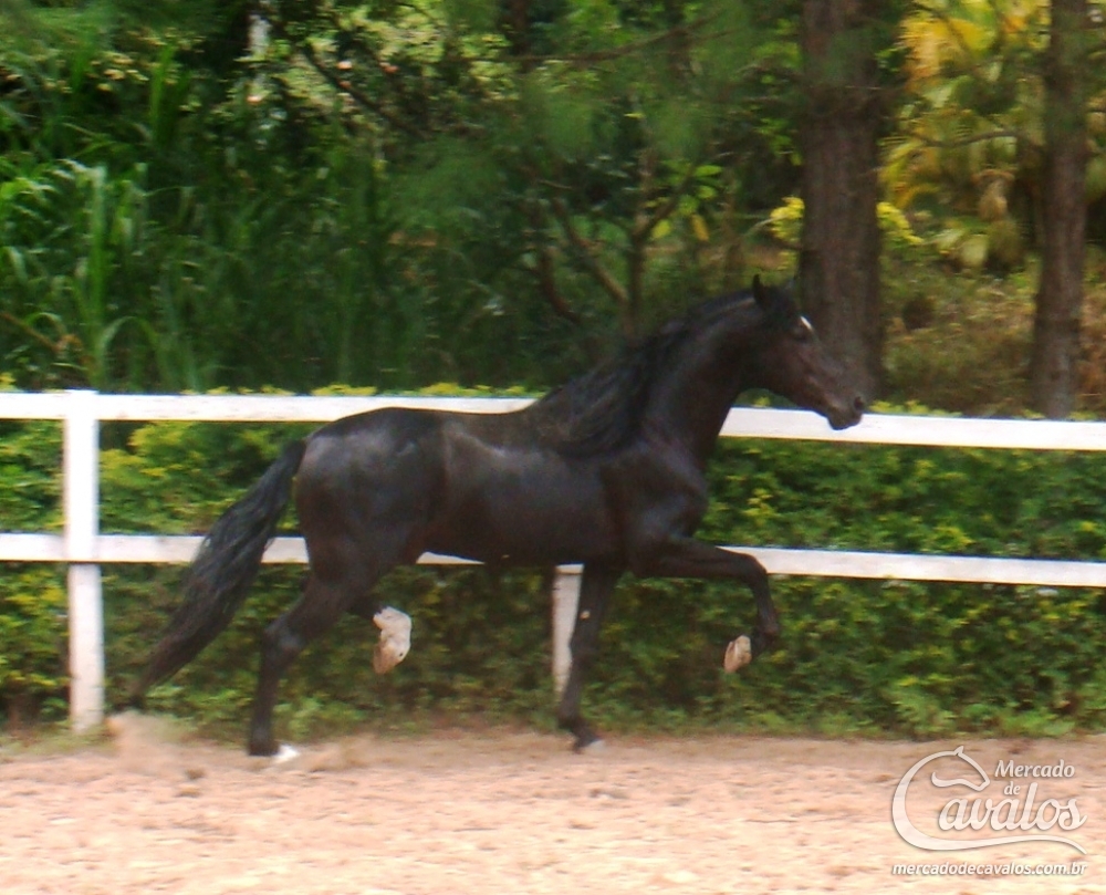 NEVOEIRO DO PAP´S