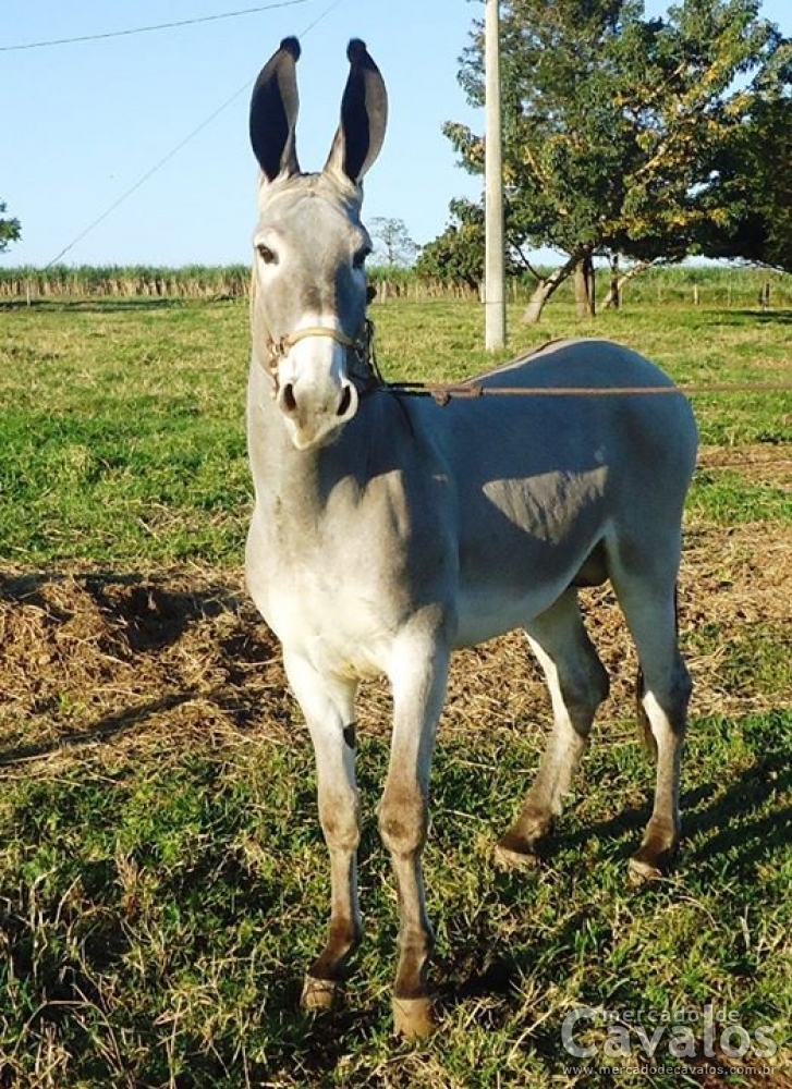 CAPRICHO