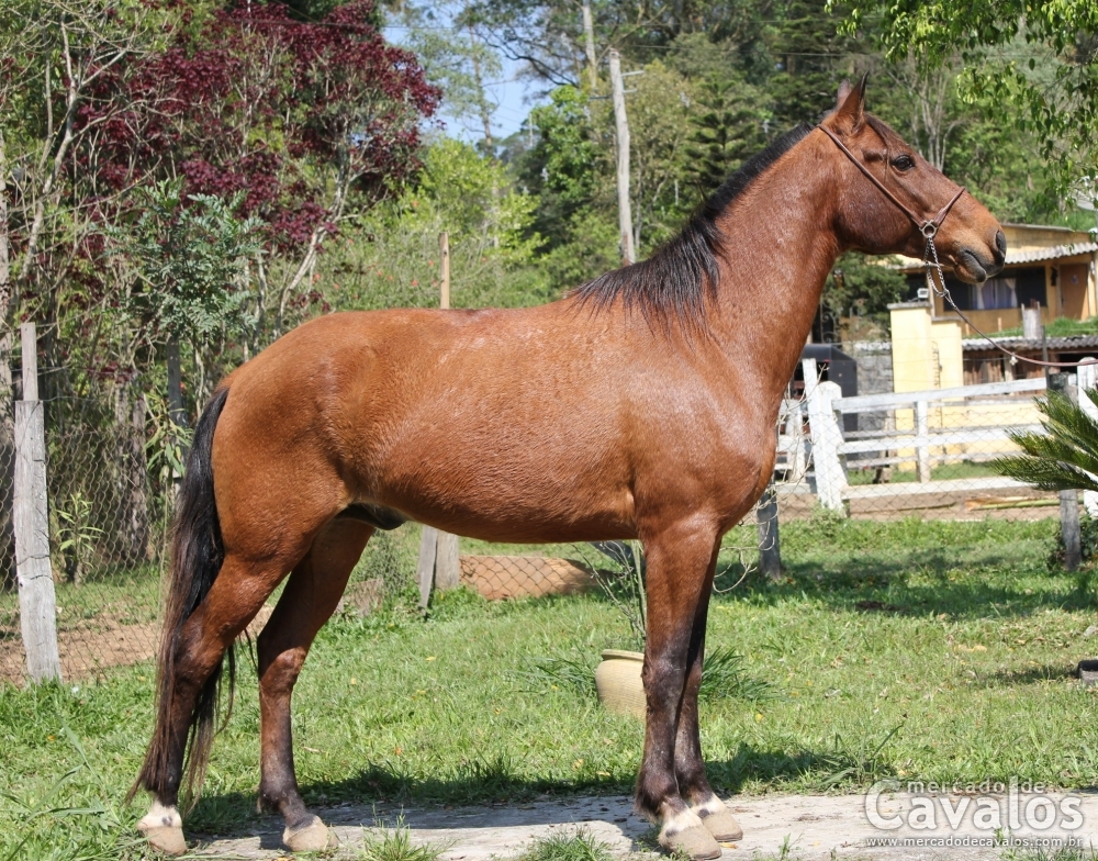 GURI DO RASF