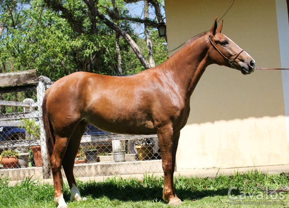 PALOMA DO RASF