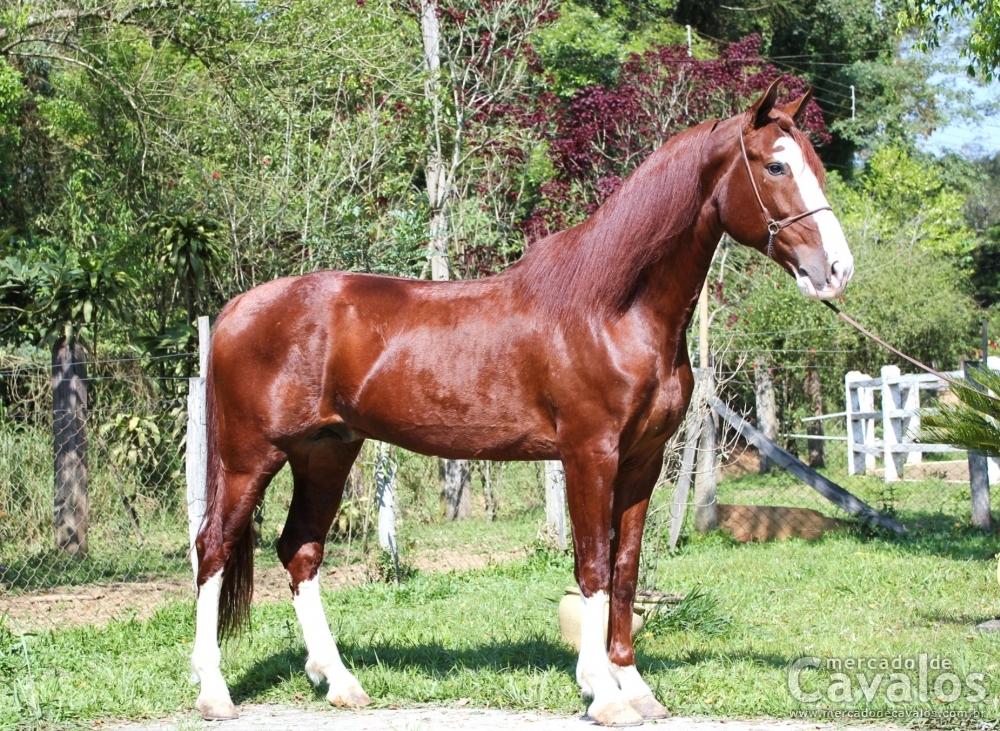 PENSADOR DO RASF