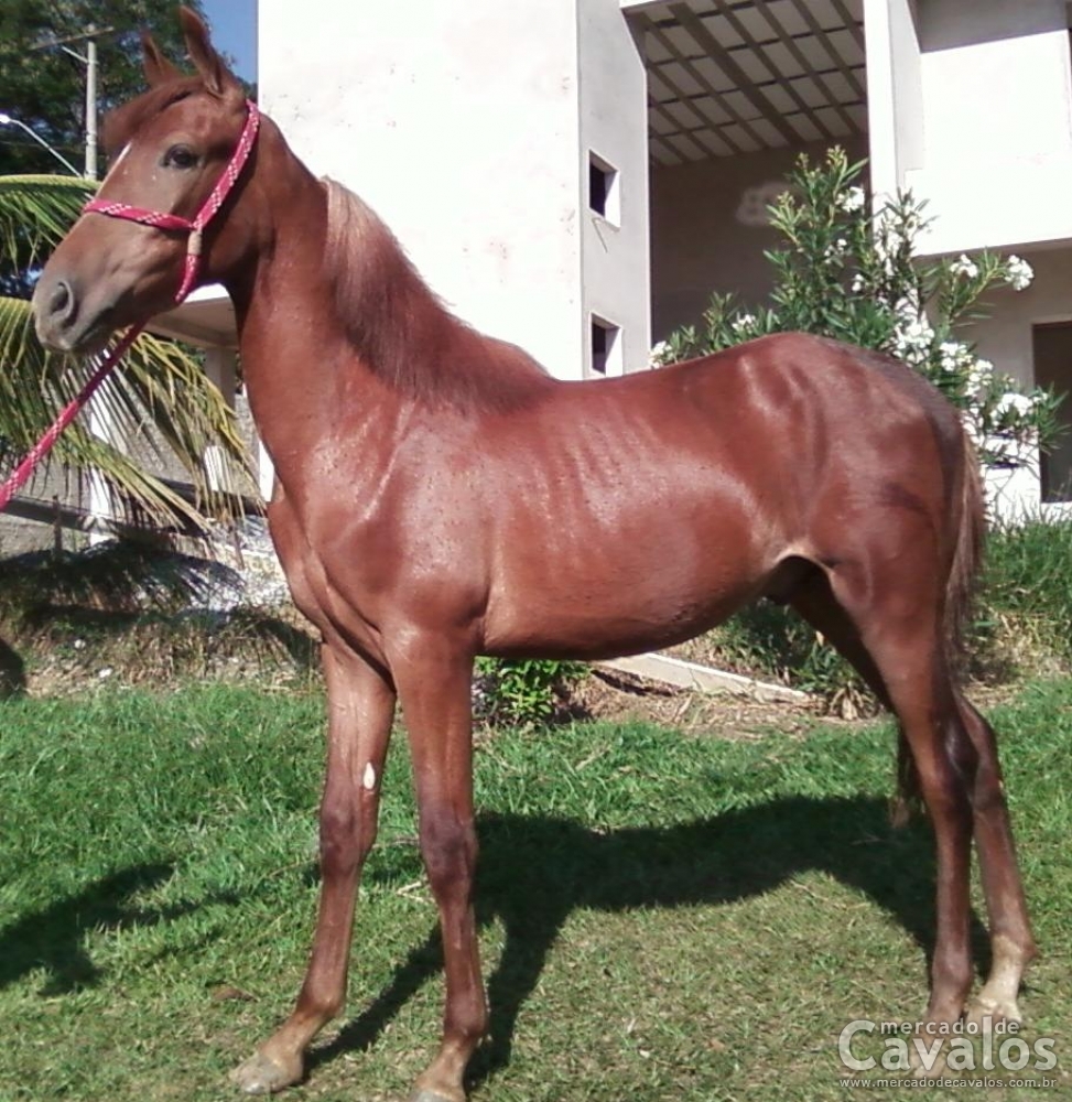 ALLADIN RP