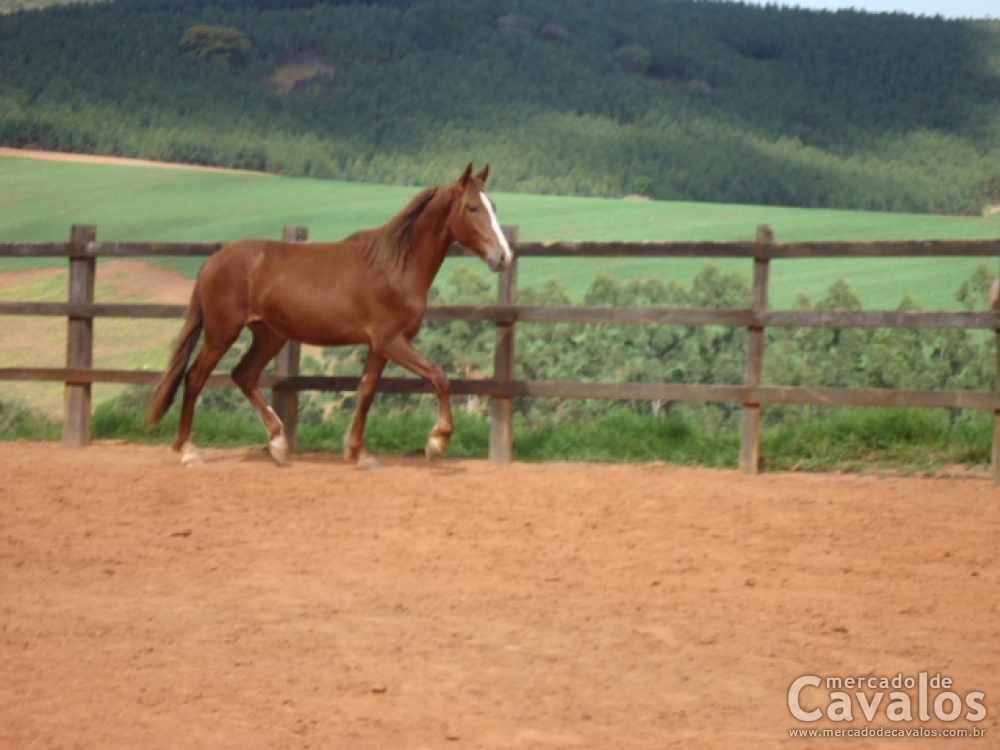 CHACAL DO APIPUCOS