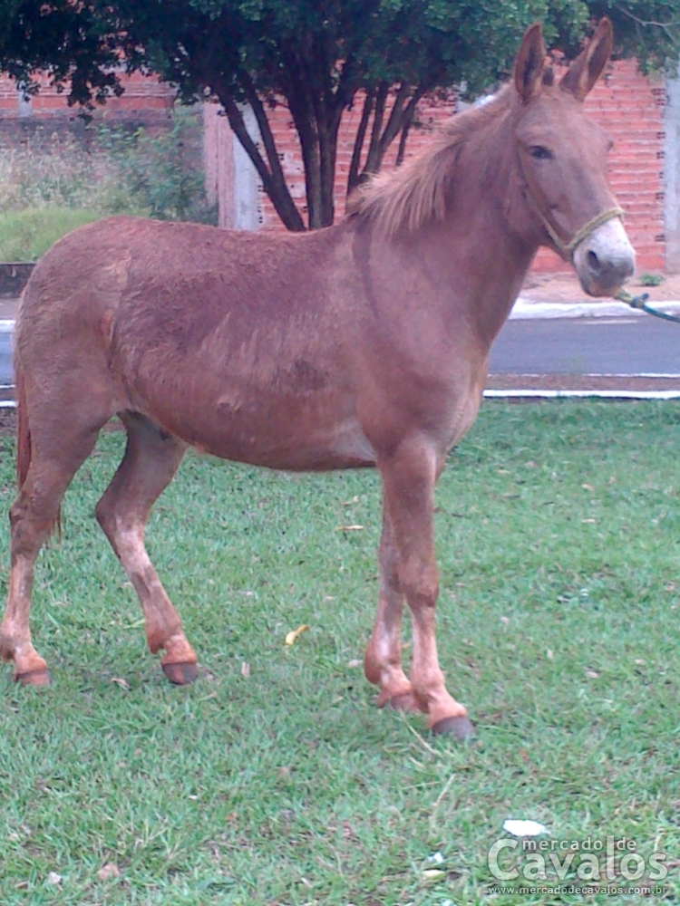 CANARIO