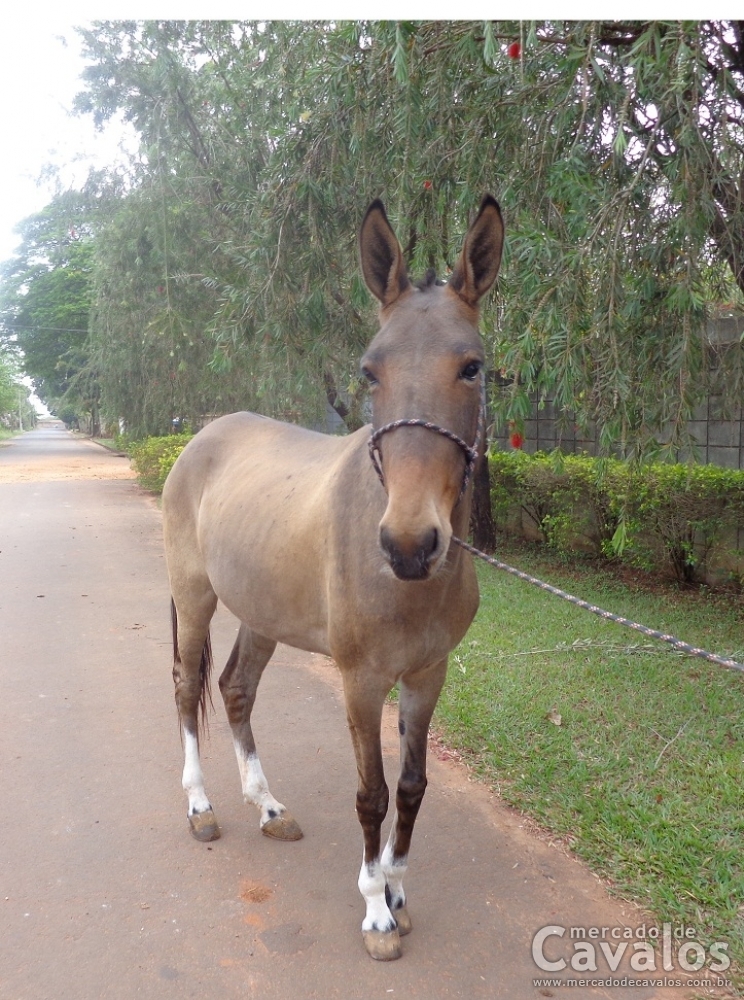 CHIQUITA